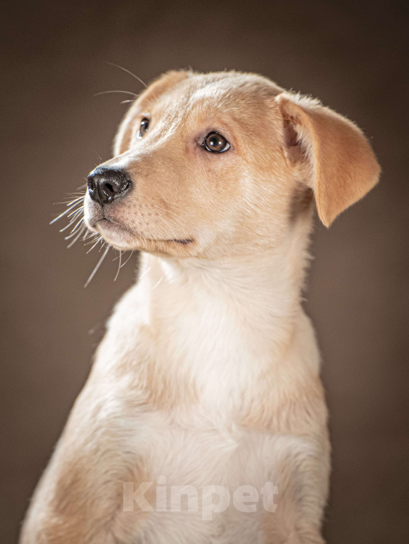 Собаки в Клине: Марли — верный друг готов следовать за вами по пятам Мальчик, Бесплатно - фото 6