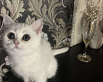 Кошки в Балашихе: Серебристая шиншилла котенок Девочка, 20 000 руб. - фото 3