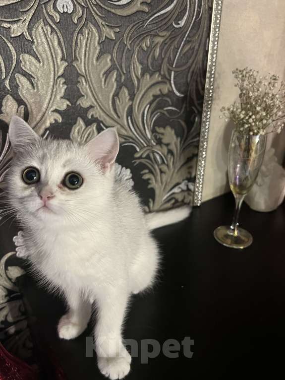 Кошки в Балашихе: Серебристая шиншилла котенок Девочка, 20 000 руб. - фото 3