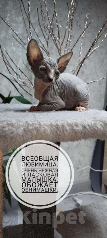 Кошки в Твери: Канадский сфинкс девочка Девочка, 13 000 руб. - фото 2