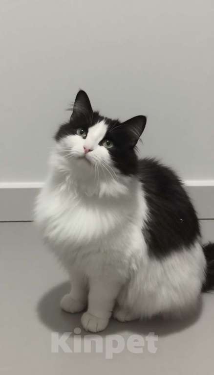 Кошки в других городах Московской области: Булочка мечтает о семье Девочка, Бесплатно - фото 1