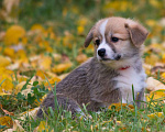 Собаки в Петергофе: Щенок Вельш-корги-пемброк  Девочка, 70 000 руб. - фото 3