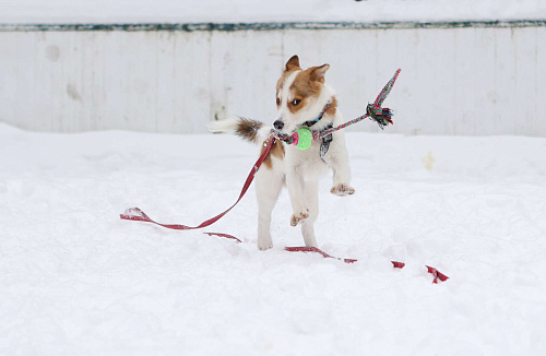 Малыш Ангел в добрые руки 