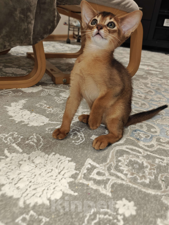 Кошки в Мытищах: Абиссинские котята в домашние любимцы Девочка 1 Девочка, 45 000 руб. - фото 2