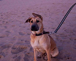 Собаки в Самаре: В добрые руки отдается собака Мальчик, Бесплатно - фото 5