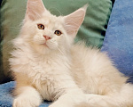 Кошки в Санкт-Петербурге: Тимьян - котенок мейн-кун Мальчик, 45 000 руб. - фото 5