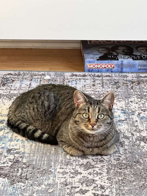 Кошки в Екатеринбурге: Потерялась кошечка ХВОСТИК  Девочка, 10 000 руб. - фото 2