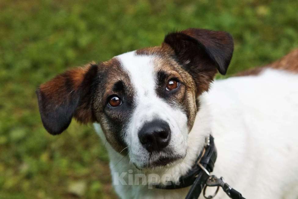 Собаки в Москве: Познакомьтесь с невероятно спокойным и умным Арни! Мальчик, 1 руб. - фото 4