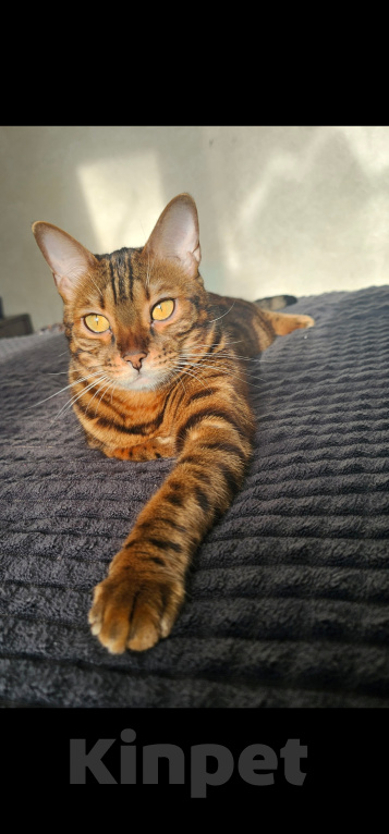 Кошки в Сургуте: Кошечка в добрые руки Девочка, Бесплатно - фото 1