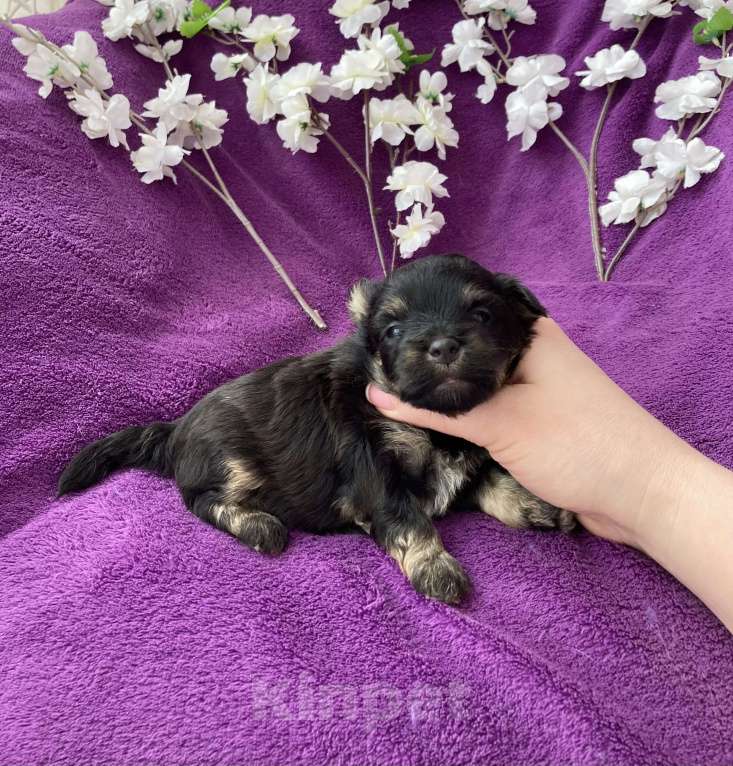 Собаки в Москве: Чёрный йорк мальчик без перецвета Мальчик, 50 000 руб. - фото 5