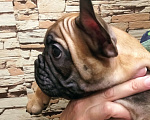 Собаки в Барнауле: Французский бульдог - щенки Мальчик, 40 000 руб. - фото 3