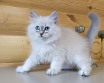 Кошки в Санкт-Петербурге: Невские маскарадные котята Мальчик, 50 000 руб. - фото 4