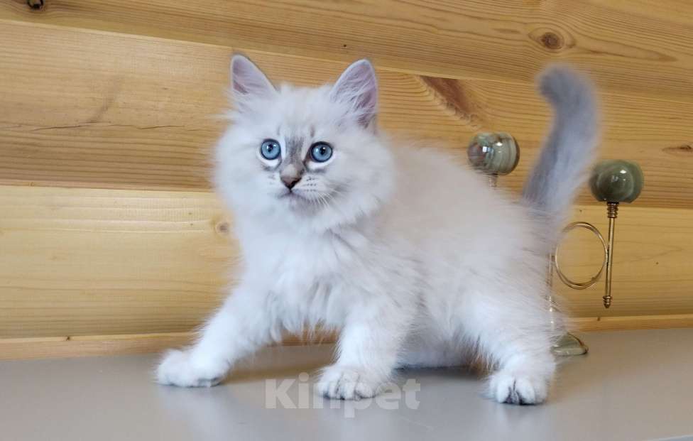 Кошки в Санкт-Петербурге: Невские маскарадные котята Мальчик, 50 000 руб. - фото 4