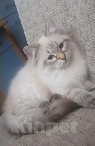 Кошки в Санкт-Петербурге: Невские маскарадные малыши Девочка, 20 000 руб. - фото 3