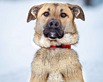 Собаки в Балашихе: Рыжее солнышко ищет свой дом Мальчик, Бесплатно - фото 2