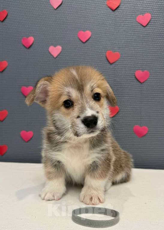 Собаки в Кургане: Щенок вельш корги пемброк, кобель Мальчик, 40 000 руб. - фото 1