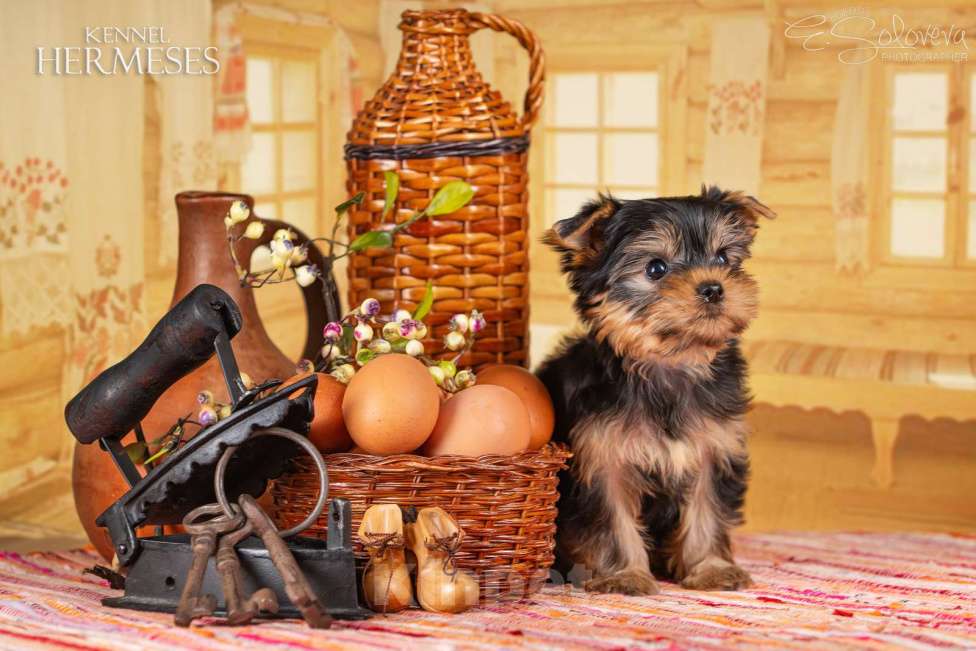 Собаки в Санкт-Петербурге: Мальчик йоркширский терьер Мальчик, 50 000 руб. - фото 2