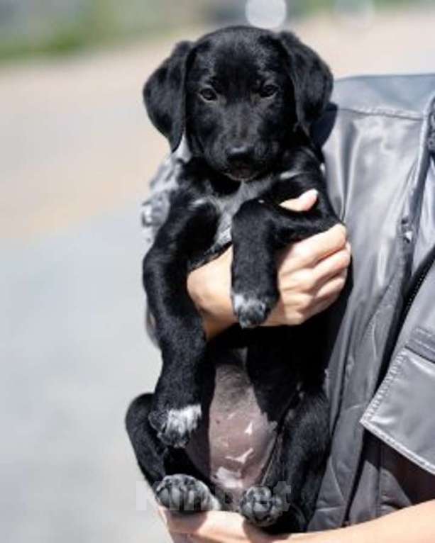 Собаки в Москве: Щеночки ищут дом. Девочка, Бесплатно - фото 7