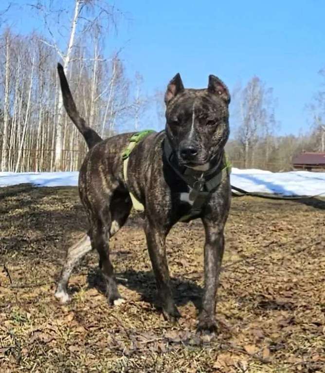 Собаки в Москве: собака в добрые руки амстафф Девочка, Бесплатно - фото 5