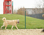 Собаки в Краснодаре: Кангал Вязка  Мальчик, 60 000 руб. - фото 2
