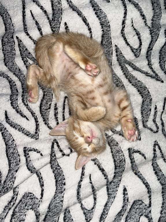 Кошки в Курске: Кот Мальчик, 1 руб. - фото 2