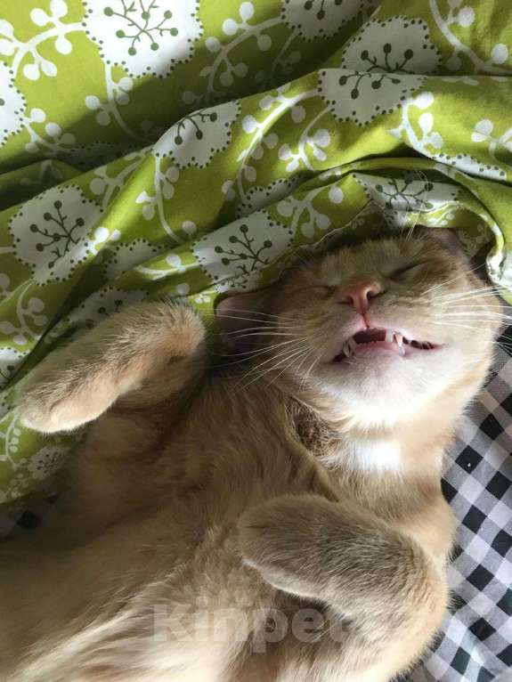 Кошки в Москве: Ищем дом для Солнышка Мальчик, Бесплатно - фото 3