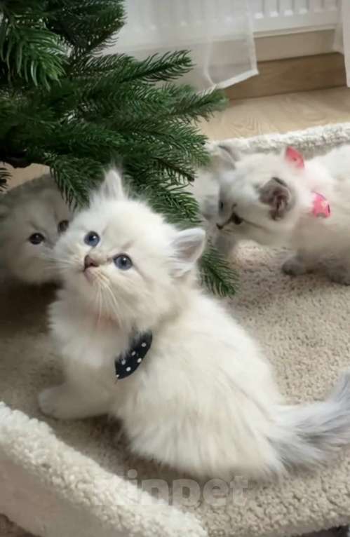 Кошки в Москве: Ragdoll к новому году  Мальчик, 26 000 руб. - фото 1