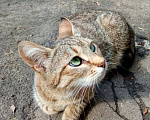 Кошки в Москве: Спасите выкинутую Маню! Девочка, Бесплатно - фото 5