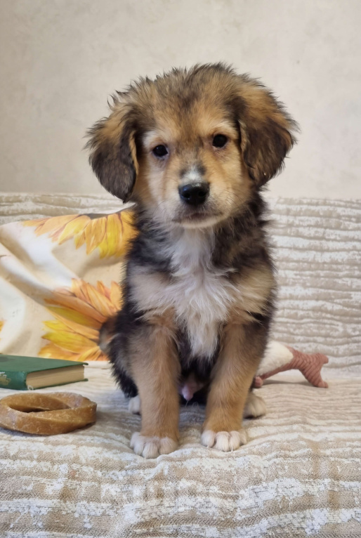 Собаки в Москве: Лео щенок в добрые руки. Маленькая душа, что пришла из степи. Мальчик, Бесплатно - фото 1