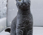 Кошки в Москве: Ищет дом молодой британский котик Оксфорд Мальчик, Бесплатно - фото 2