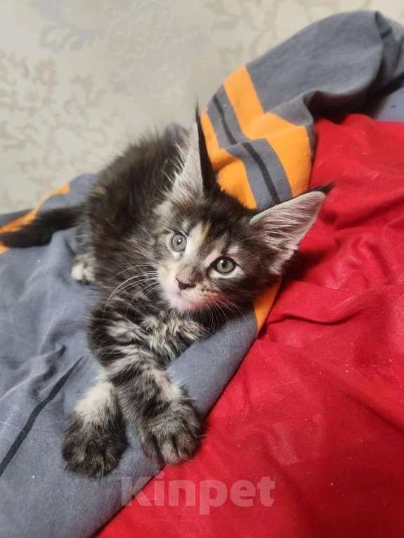 Кошки в Екатеринбурге: Котята мейн-кун в добрые руки Девочка, 20 000 руб. - фото 1