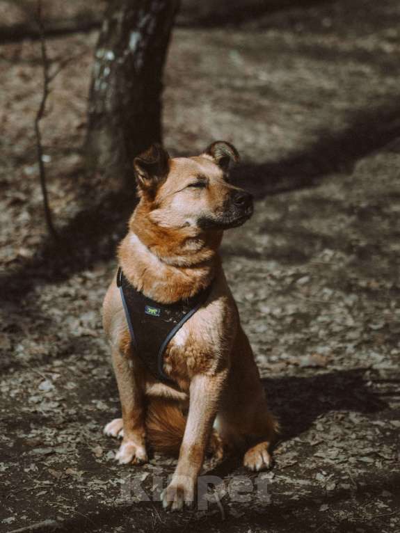 Собаки в Москве: Ева Девочка, Бесплатно - фото 3