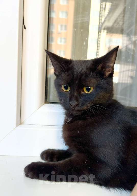 Кошки в Москве: Котёнок Шанель в добрые руки Девочка, Бесплатно - фото 3