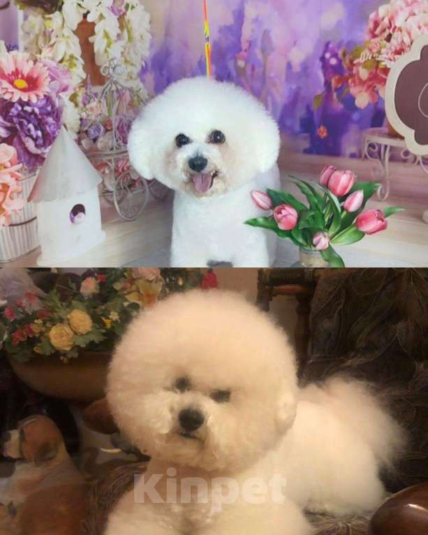 Собаки в Ростове-на-Дону: Игривый мальчик Бишон Фризе Мальчик, Бесплатно - фото 2