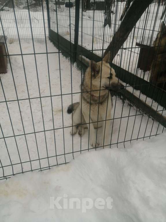 Собаки в других городах Московской области: Молоденькая хасочка, томится в вольере приюта Девочка, Бесплатно - фото 7