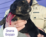 Собаки в Санкт-Петербурге: Щенки Банхара  Девочка, 75 000 руб. - фото 6