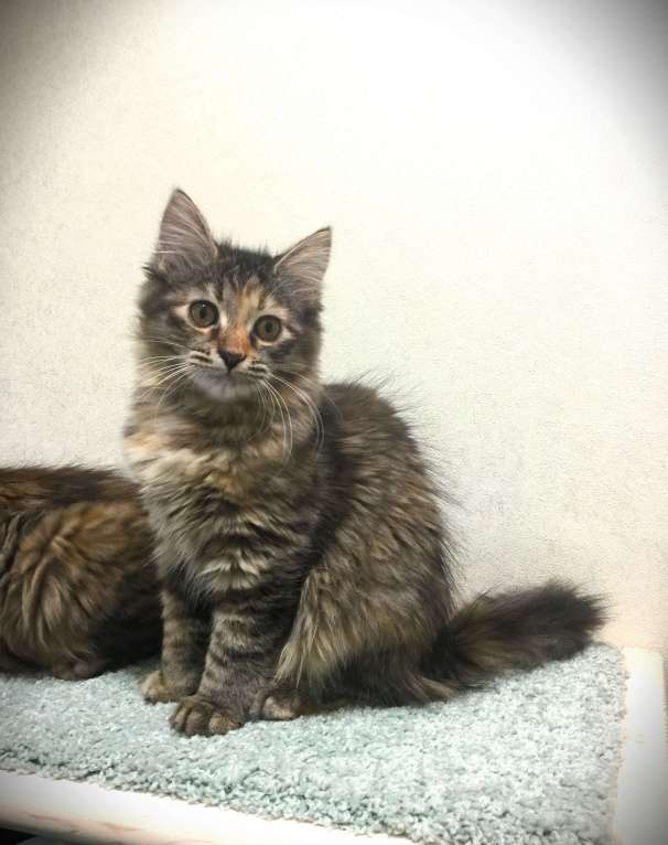 Кошки в Санкт-Петербурге: Сибирские котята Девочка, 45 000 руб. - фото 10