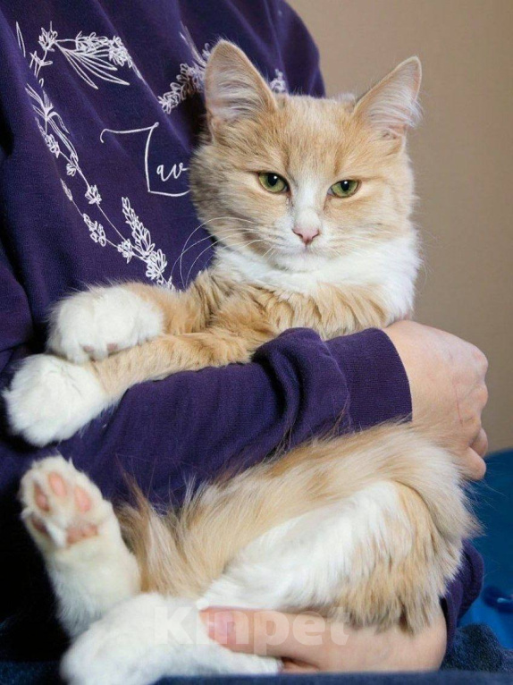 Кошки в Москве: Котенок Лир ищет дом Мальчик, Бесплатно - фото 10