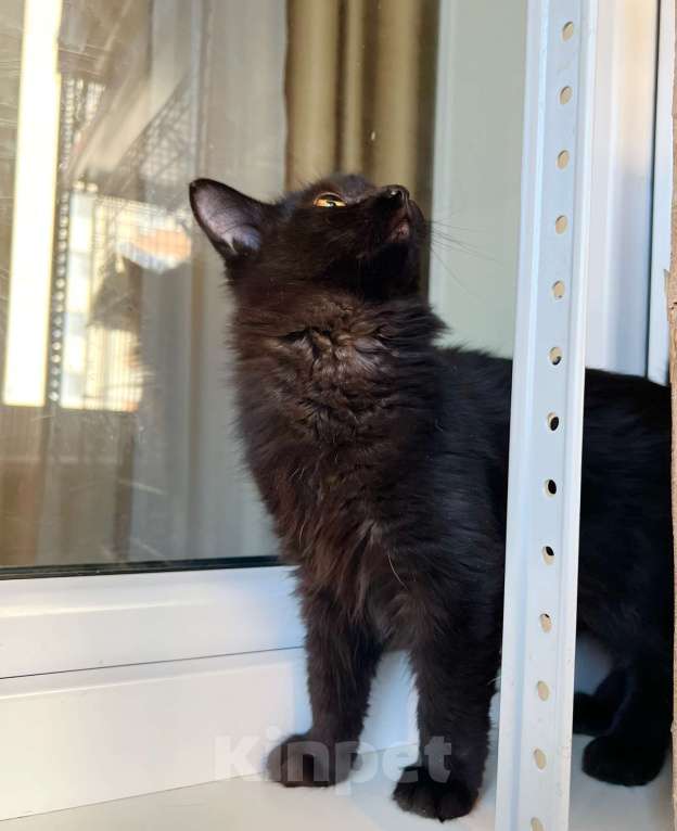 Кошки в Москве: Чудесная пушистая Пушинка, котенок в добрые руки Девочка, Бесплатно - фото 5