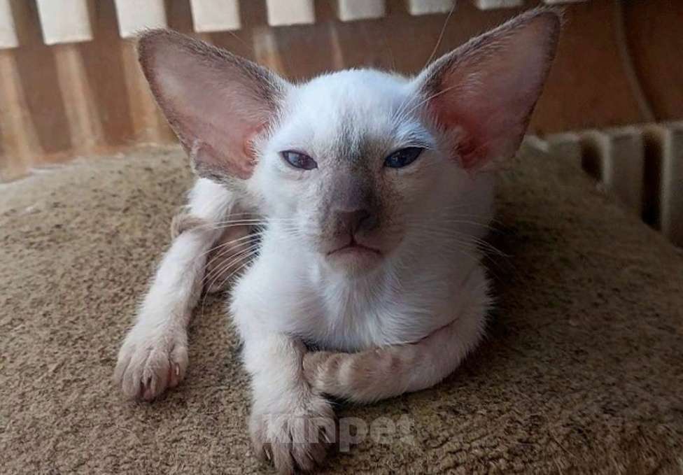 Кошки в Апрелевке: Шикарные ориентальные поинтовые котята котята Мальчик, Бесплатно - фото 3