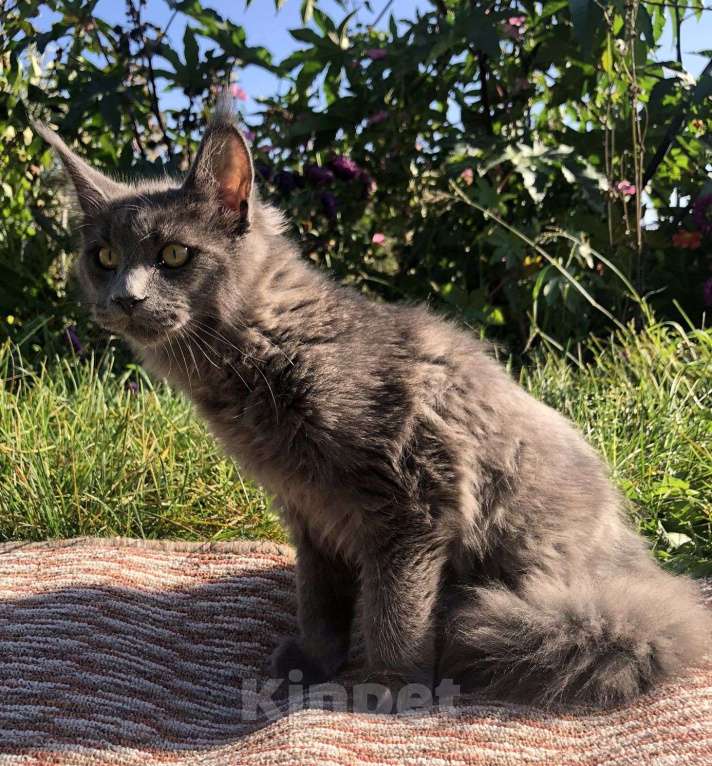 Кошки в Новосибирске: Котята Мейн-кун Мальчик, 20 000 руб. - фото 2