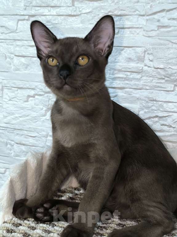 Кошки в Ростове-на-Дону: Котята европейской бурмы с документами Мальчик, 50 000 руб. - фото 1