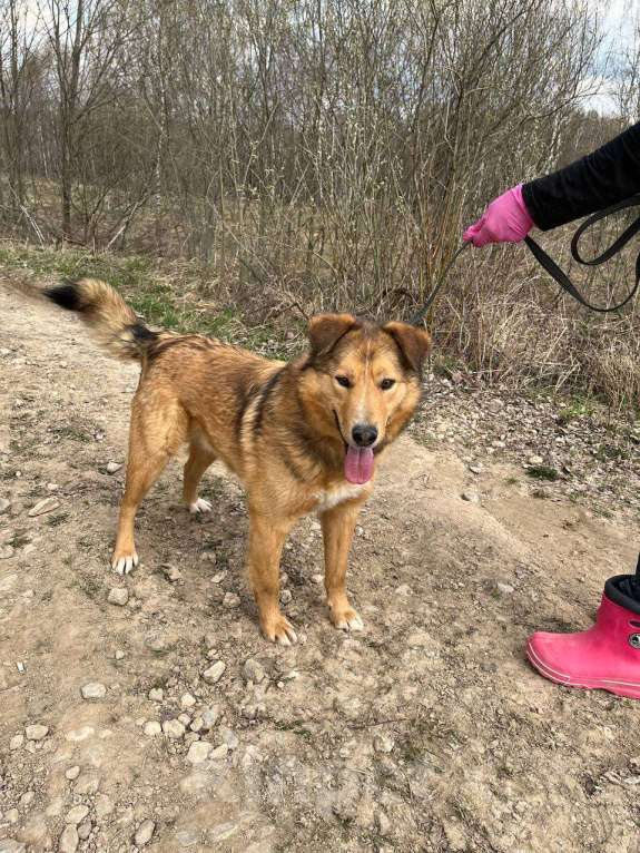 Собаки в Москве: Его хватит даже на большую семью. Агат Мальчик, Бесплатно - фото 2
