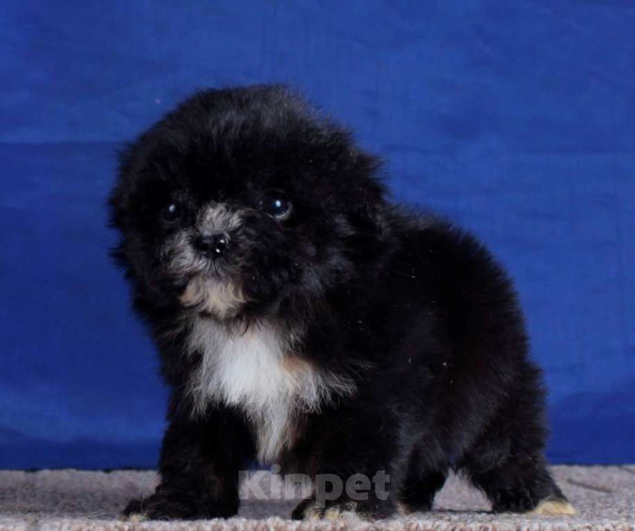 Собаки в Москве: мальтипу мини и микро, бэби фейс Девочка, 120 000 руб. - фото 7