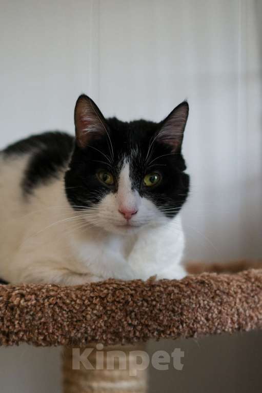 Кошки в Санкт-Петербурге: Бонифаций из приюта в добрые руки Мальчик, Бесплатно - фото 5