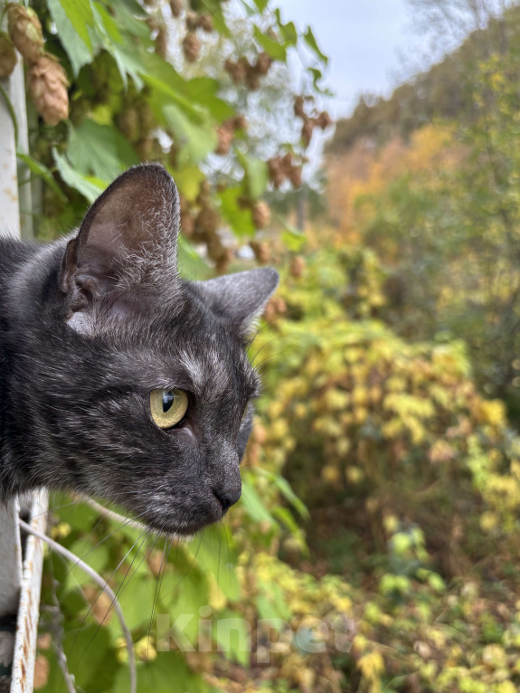 Кошки в Казани: Отдам кошку бесплатно, стерилизована  Девочка, Бесплатно - фото 5