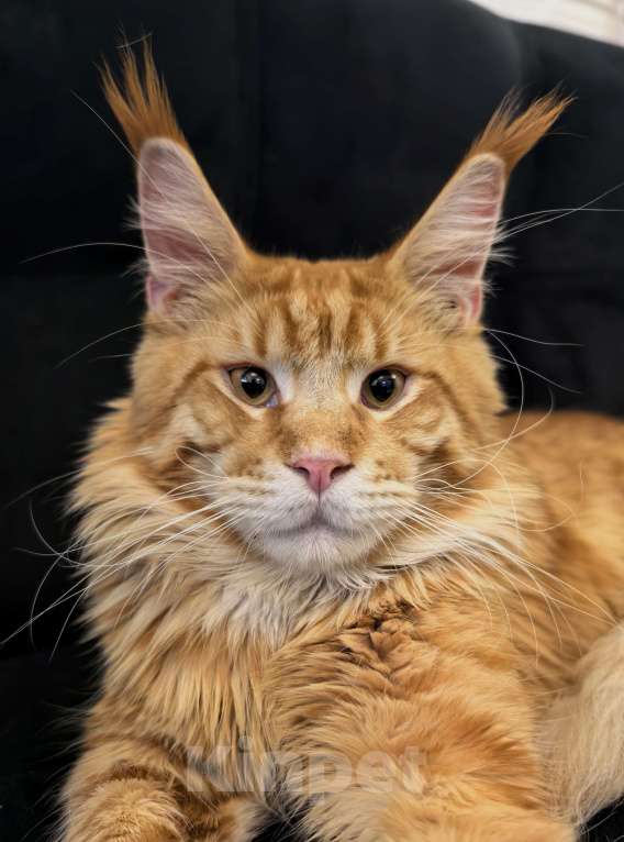 Кошки в Адыгейске: Мейн-кун котёнок мальчик 9 месяцев Мальчик, 45 000 руб. - фото 3