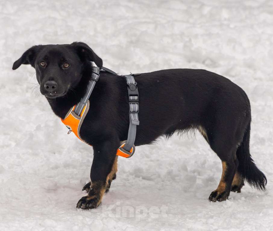Собаки в Москве: Боня коротколапик ищет дом Девочка, Бесплатно - фото 3