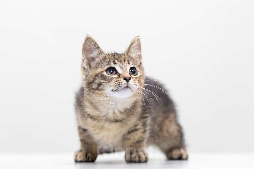 Кошки в Москве: Кира Девочка, Бесплатно - фото 5