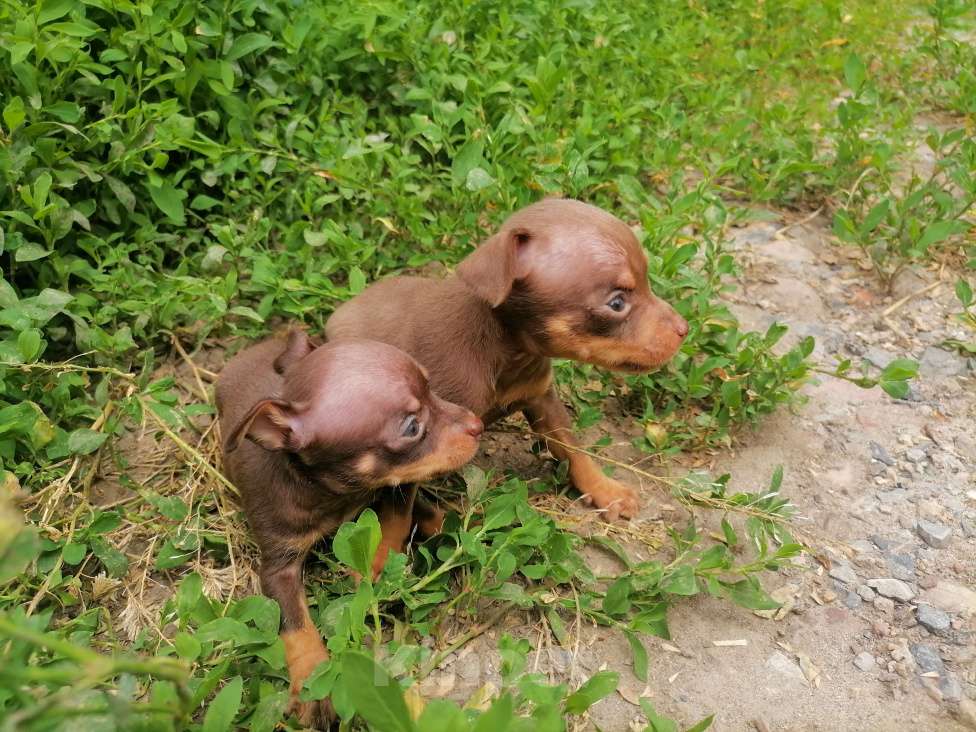 Собаки в Новочеркасске: Русский Той-терьер  Мальчик, 10 000 руб. - фото 2